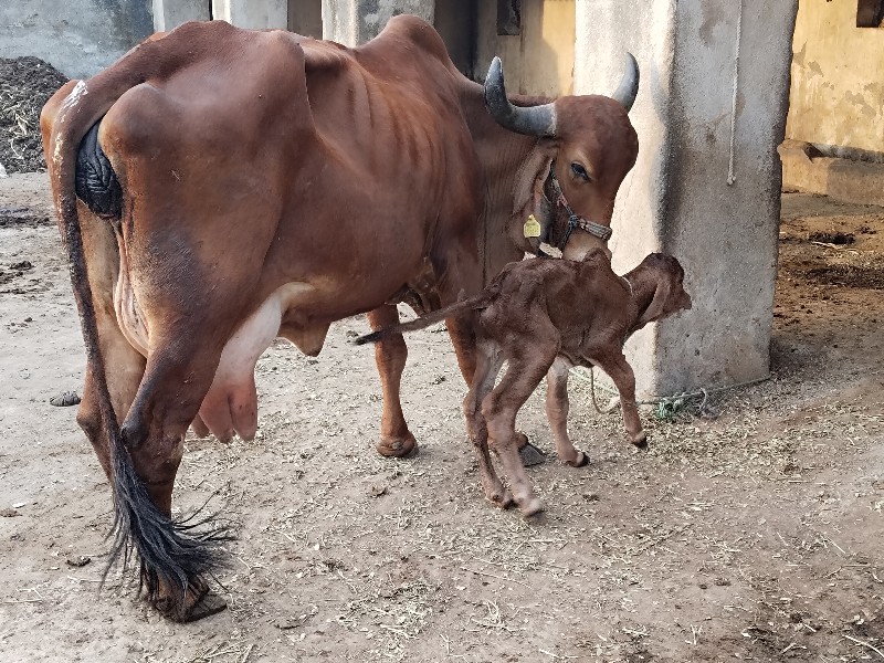 ગીર ગાય વેચવાની