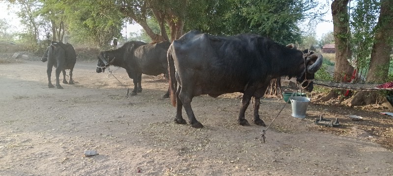 બે ભેસુ વેચવાની...