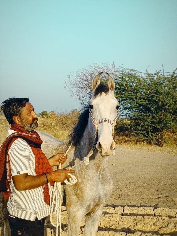 વશેરીછે