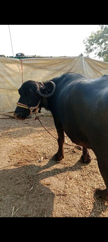 ભેંસ