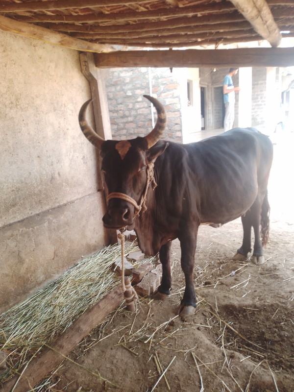 ગીરકૌસ