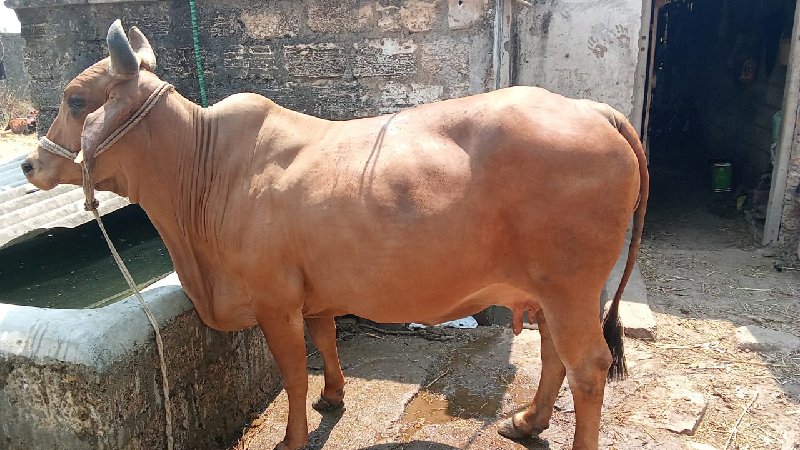 ગીર કોષ