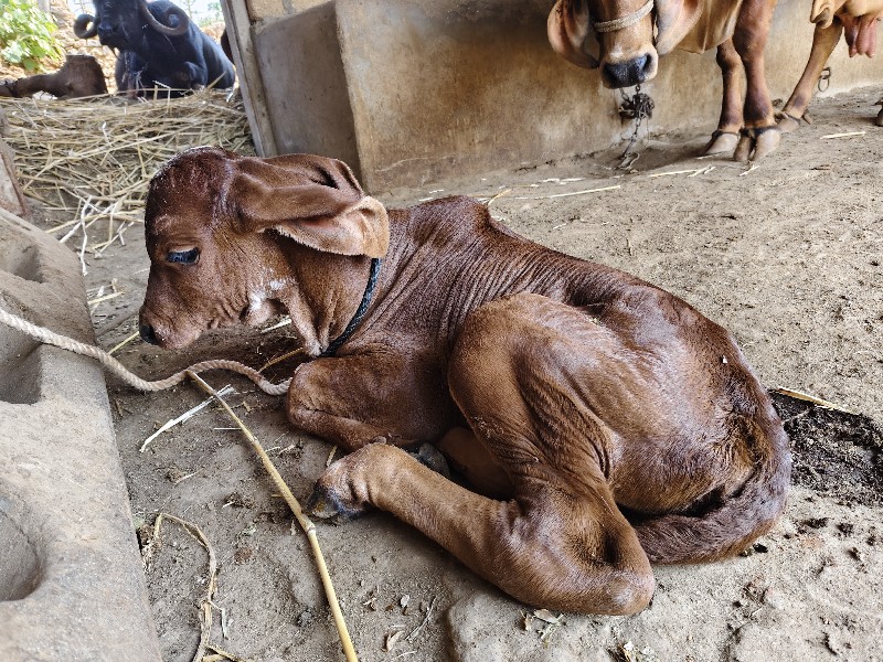 ગાય વેચવા માટે