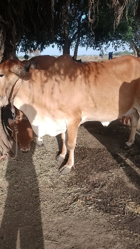 ગાય વેચવાની છે