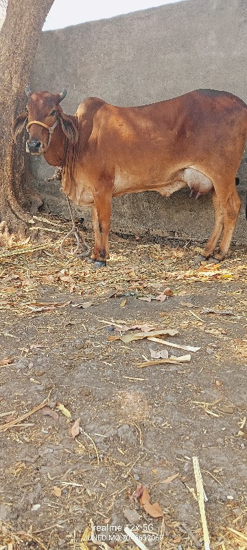 ગાય વેચવાની છે
