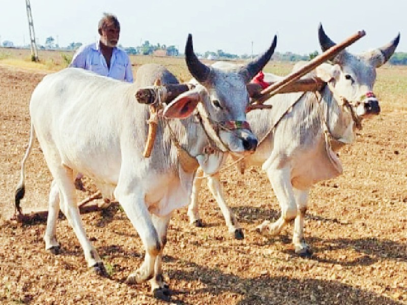 બધી જવાબદારી