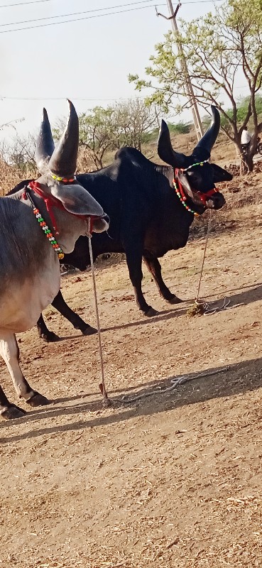 દેવીપુજક લે વેચ