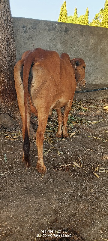 ઓરીજનલ ગીર હોડક...