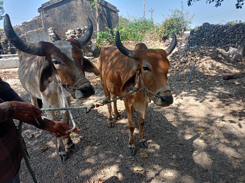 ગોઢલા વેસવાના છ...