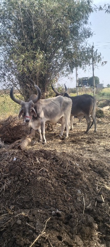 આહિર વિપુલ ભાઈ...