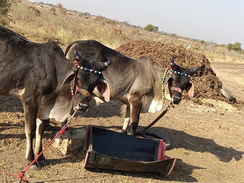 ગોઢલા વેચવાના છ...