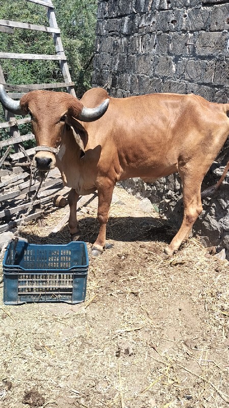 ગાય વેચવાની છે