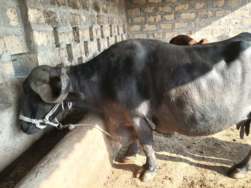 ભેંસ વેચવાની છે