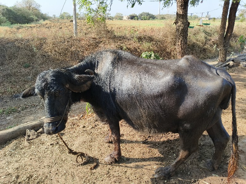 ભેંસ વેચવાની છે