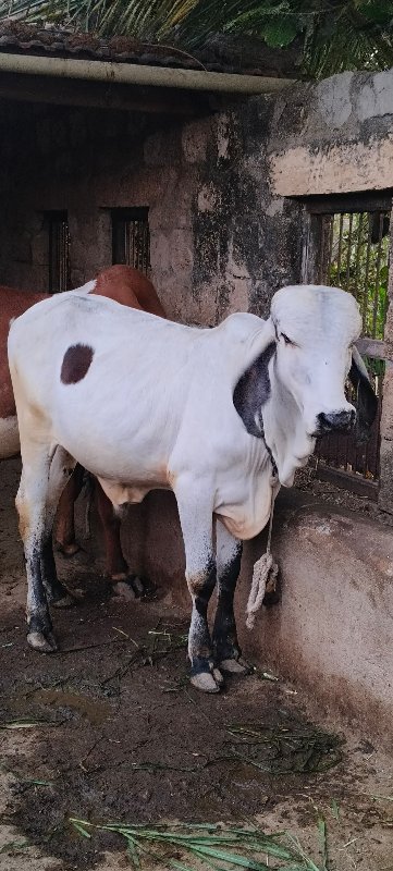 વાસડો વેસવાનો છ...