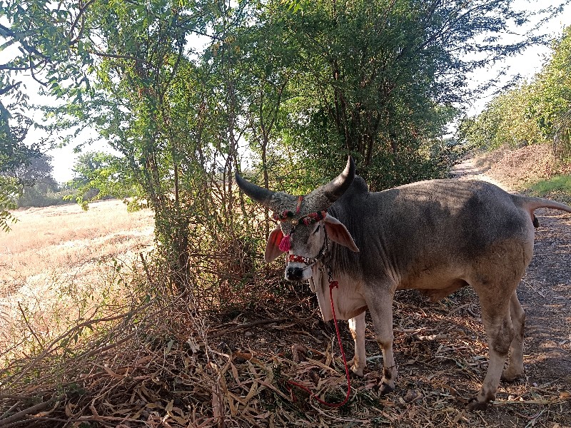 બળદ