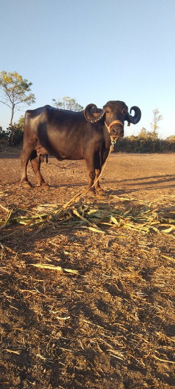 આ ભેંસ વેચવાની...