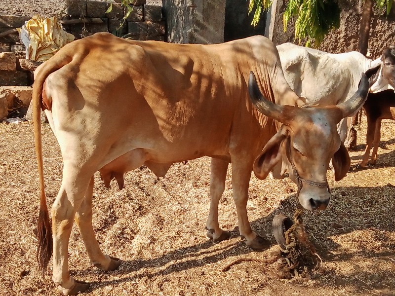 ગાય વેચવાની છે...