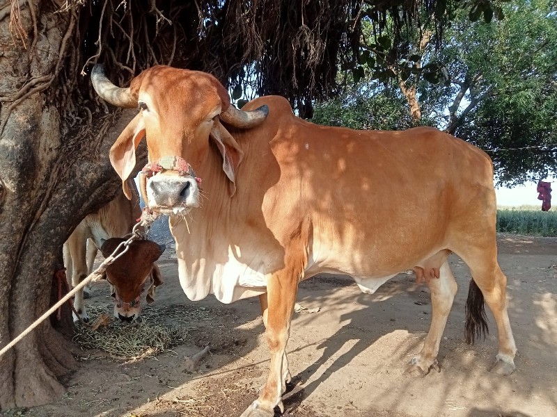 આ ગાય વહેંચવાની...