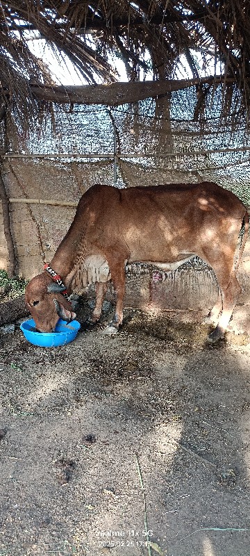 ગીર હોળકી વેચવન...