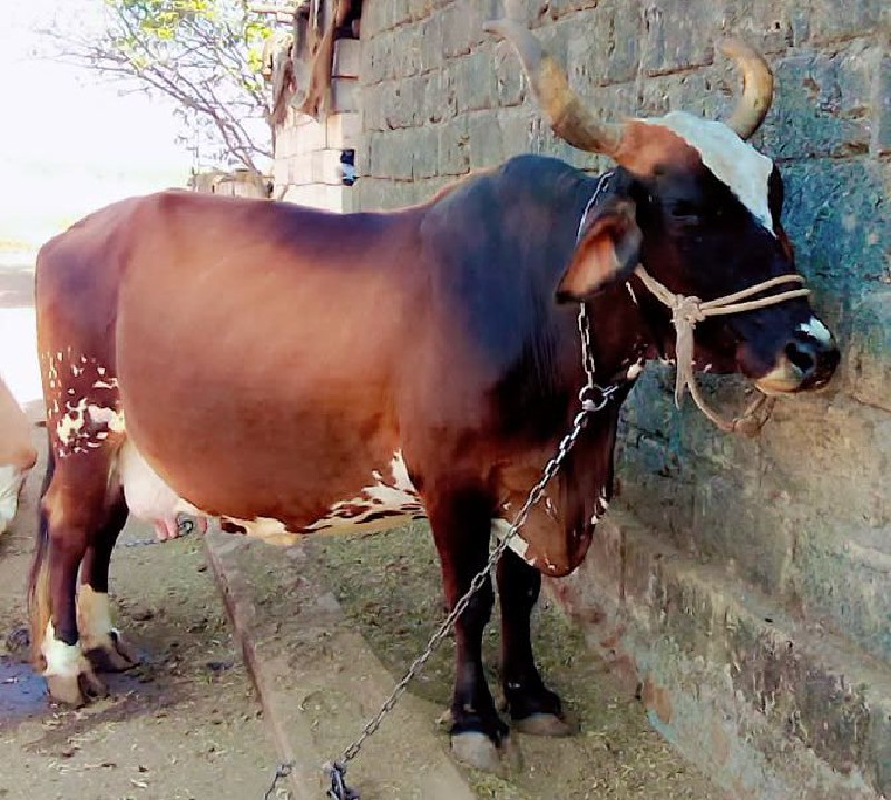 ગાય વેચવાની છે