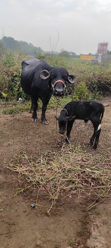 Puri javabdari...