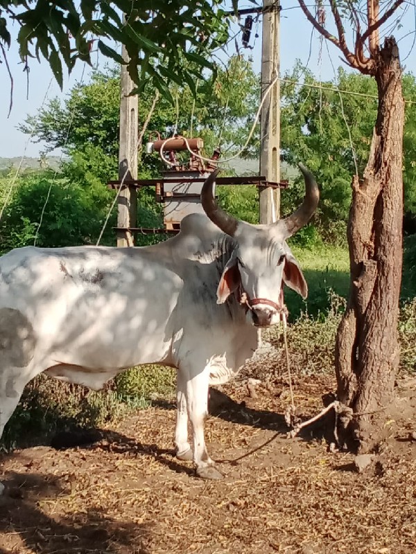 બળદ વેંચવાનો છે