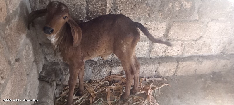 ગીર ગાય