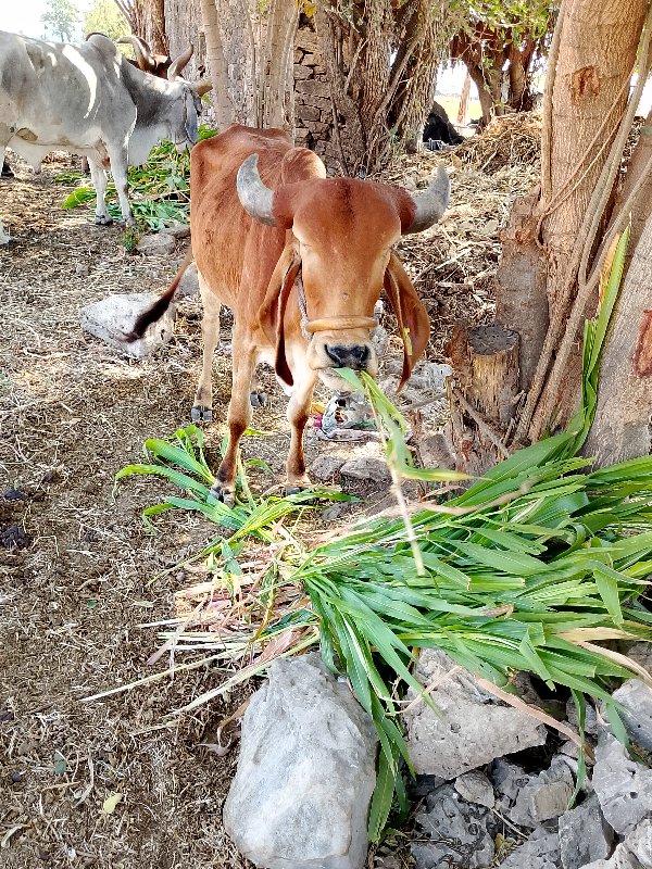 ગાય વેચવાની છે