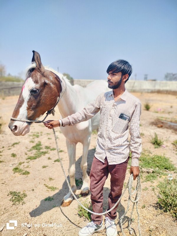 લાલ બાવળિ ઘોડી