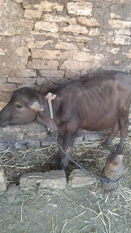 પાડો