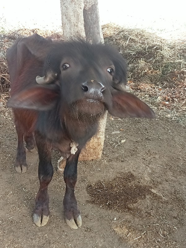 આ પાડો વેસવાનો...