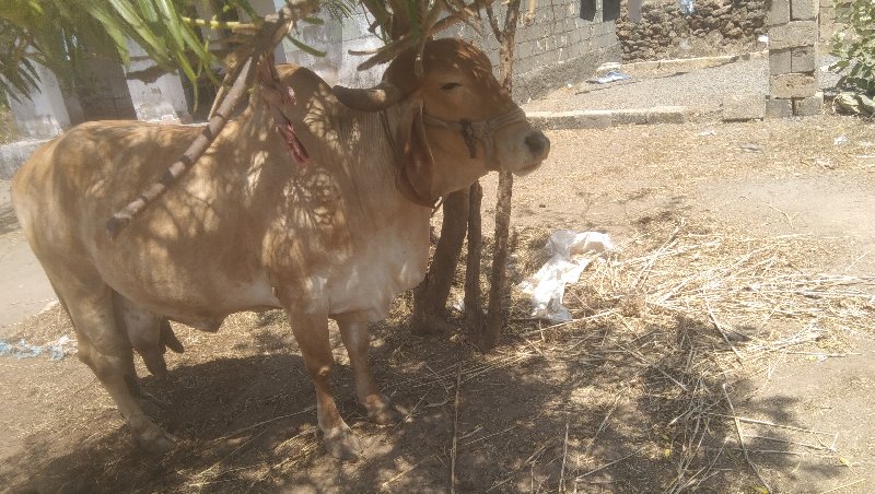 આસોટા મોટા