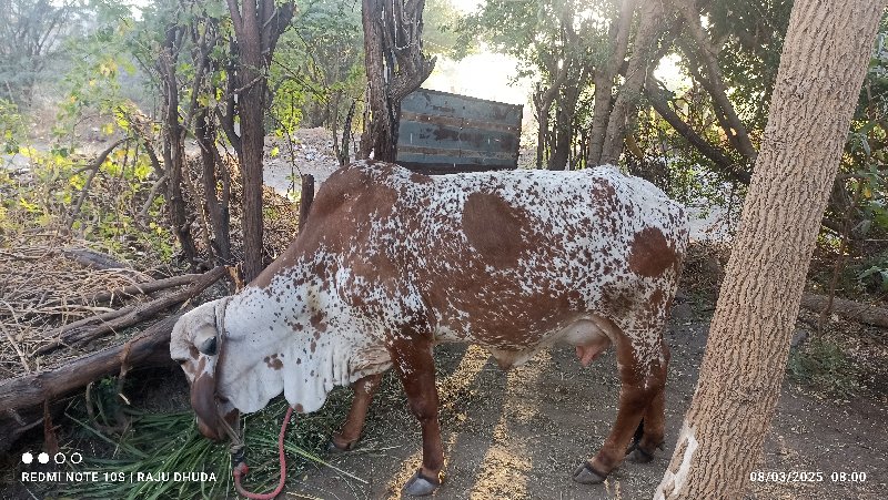 કિમત ૧ લાખ પુરા