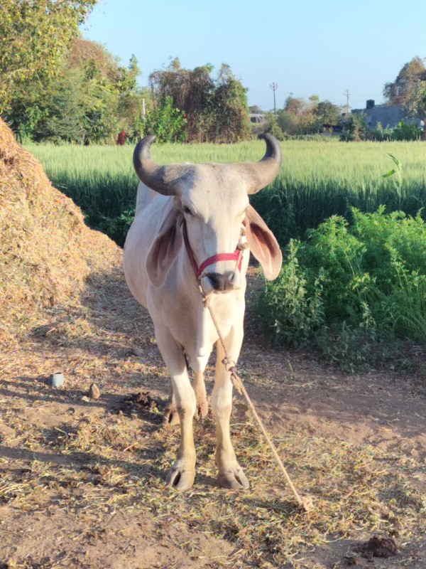 વેચવા નો છે