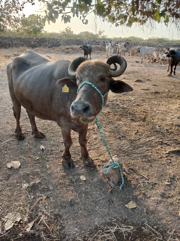 ભેસ વેચવાની છે