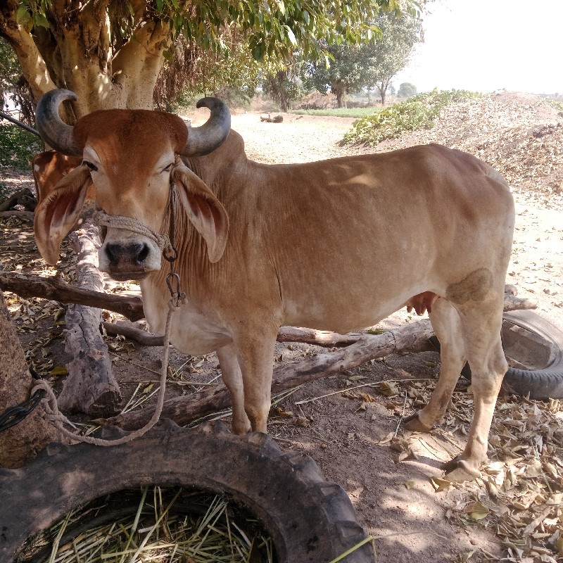 ગાય