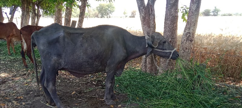 આ ભેંસ વેચવાની...