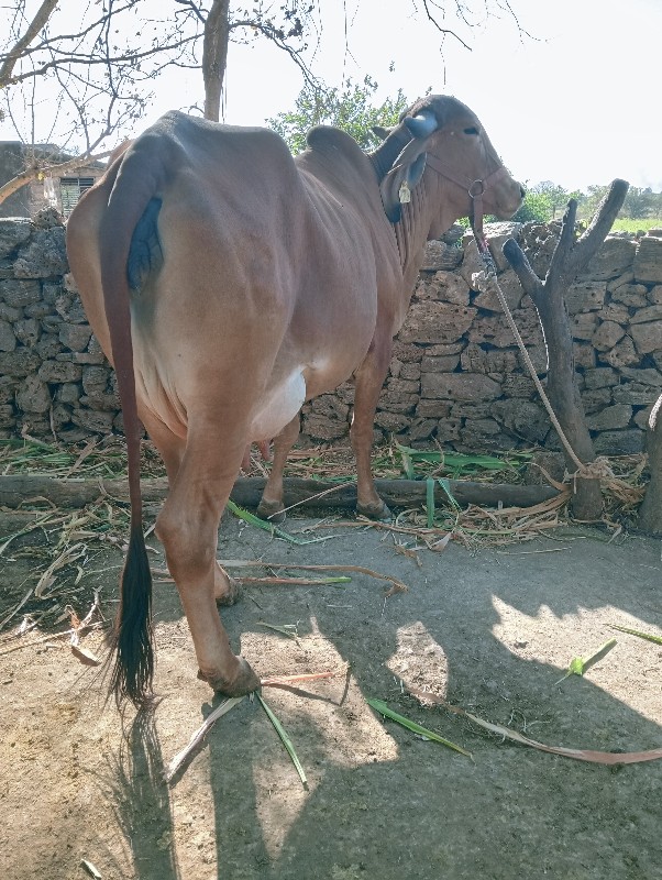 ગાય