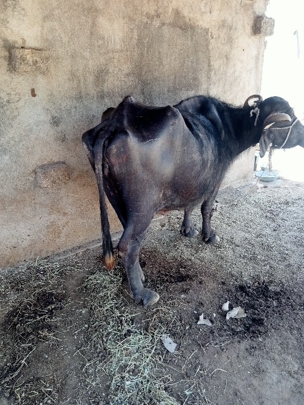 ભેંસ વેચવાની છે