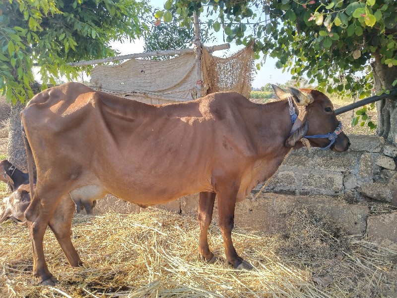 ગાય વેચવા ની છે