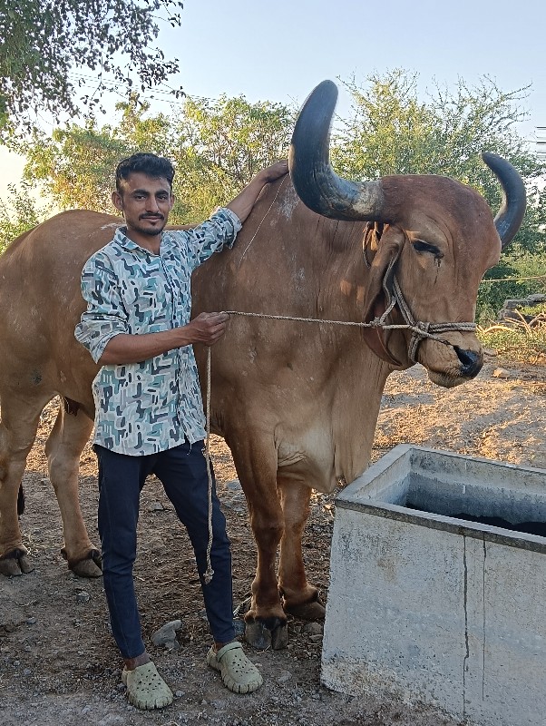 ચાર વાવણી વાવેલ...