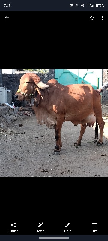 ગિર ગાય વેચવા ન...