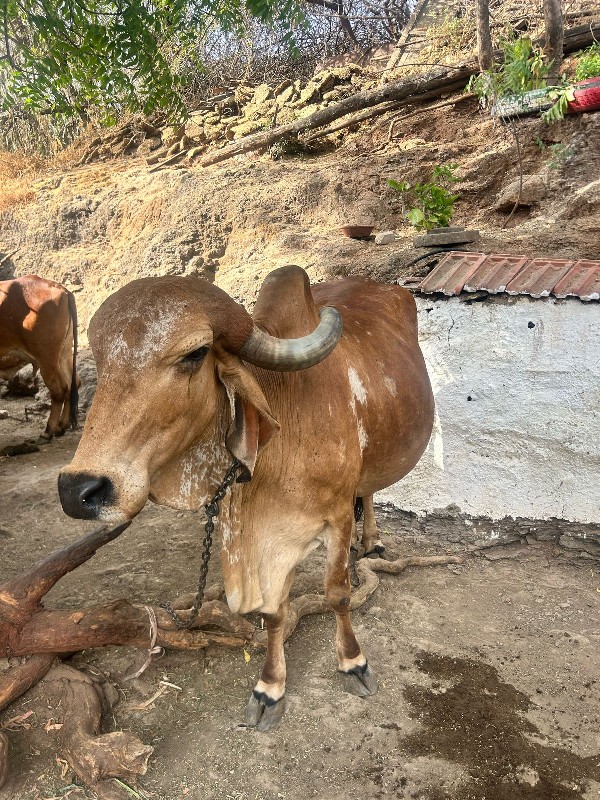 ગાય વૅશવાની શૅ...