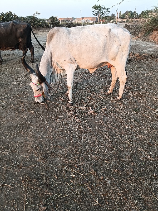 ગાય વેચવાની છે...