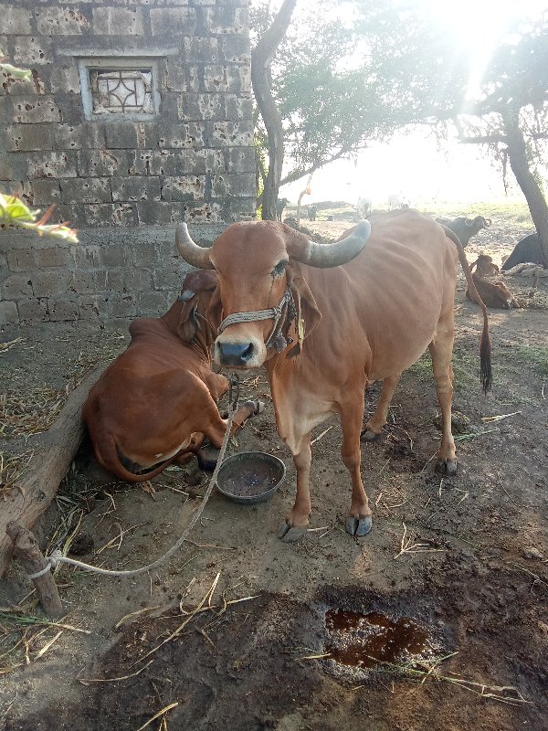 ગાય વેચવાની છે