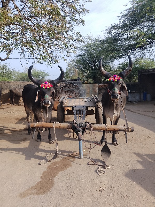 ગોઢલા વેચવાના છ...