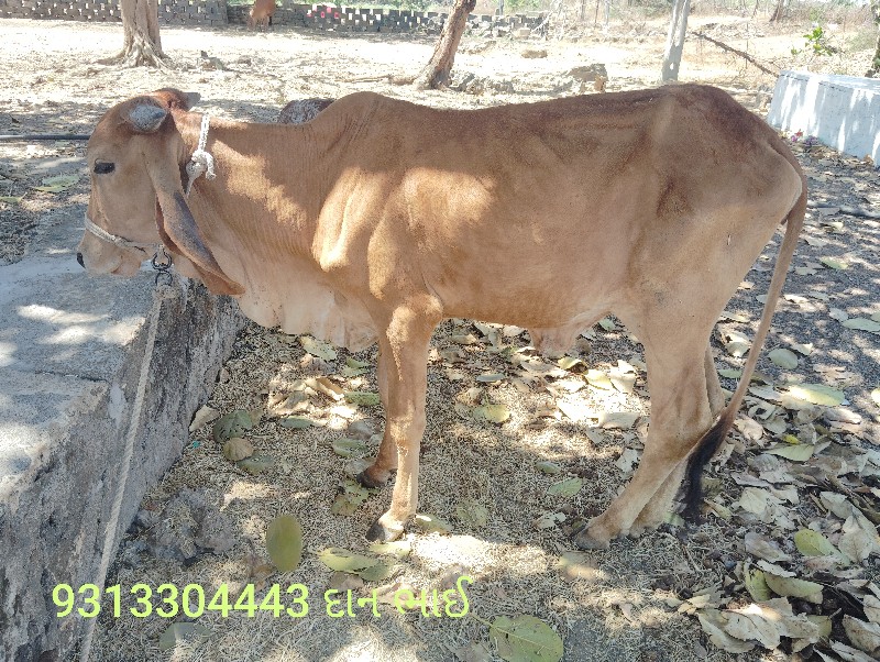 ગીર વોળકી વેચવા...