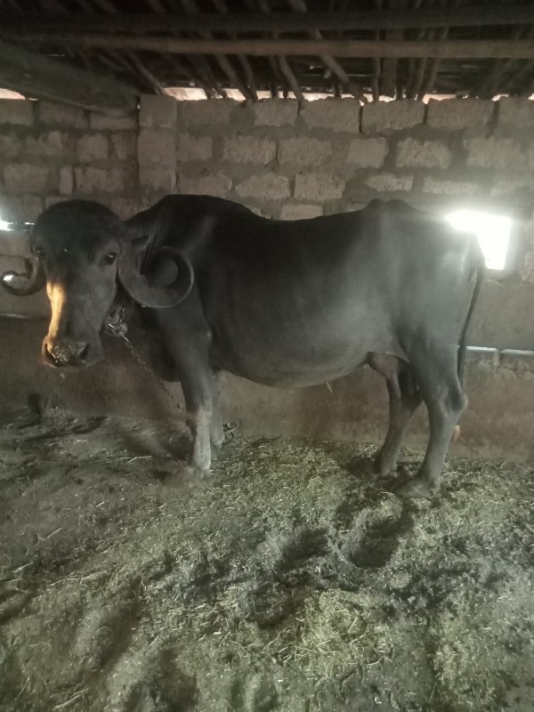 ભેંસ વેચવાની છે