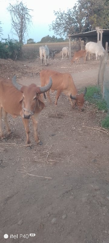 બળદ ખોડલા વેચવા...